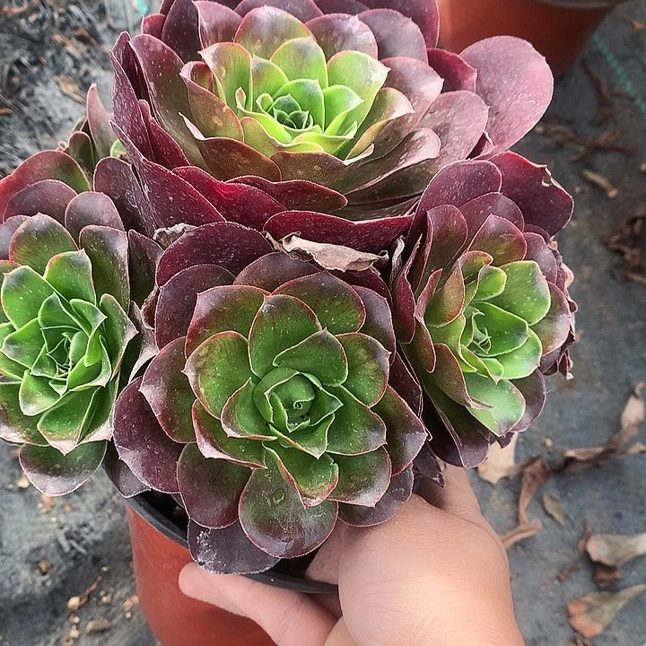 813魅金多肉植物