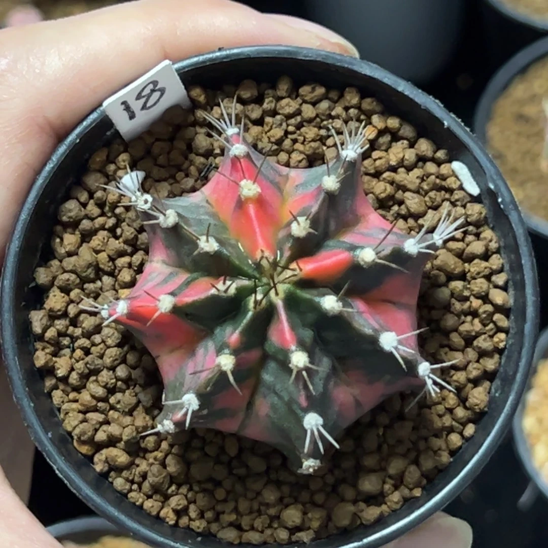 名品侧芽自根带盆土发货18