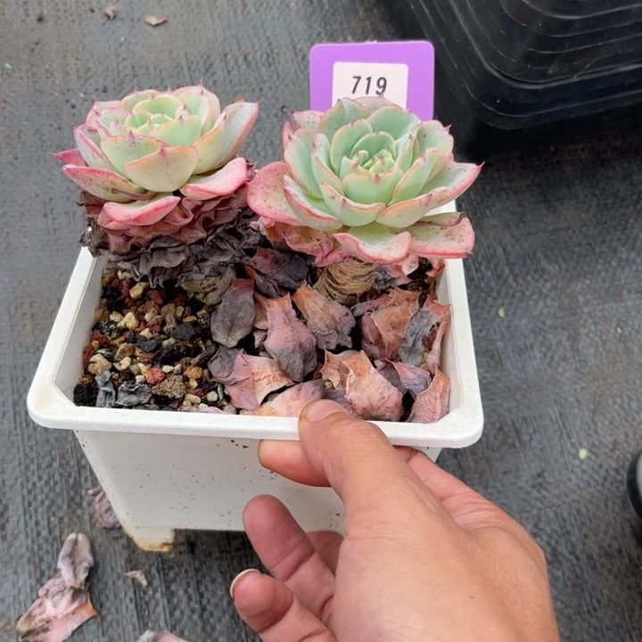 云尘多肉一物一拍719