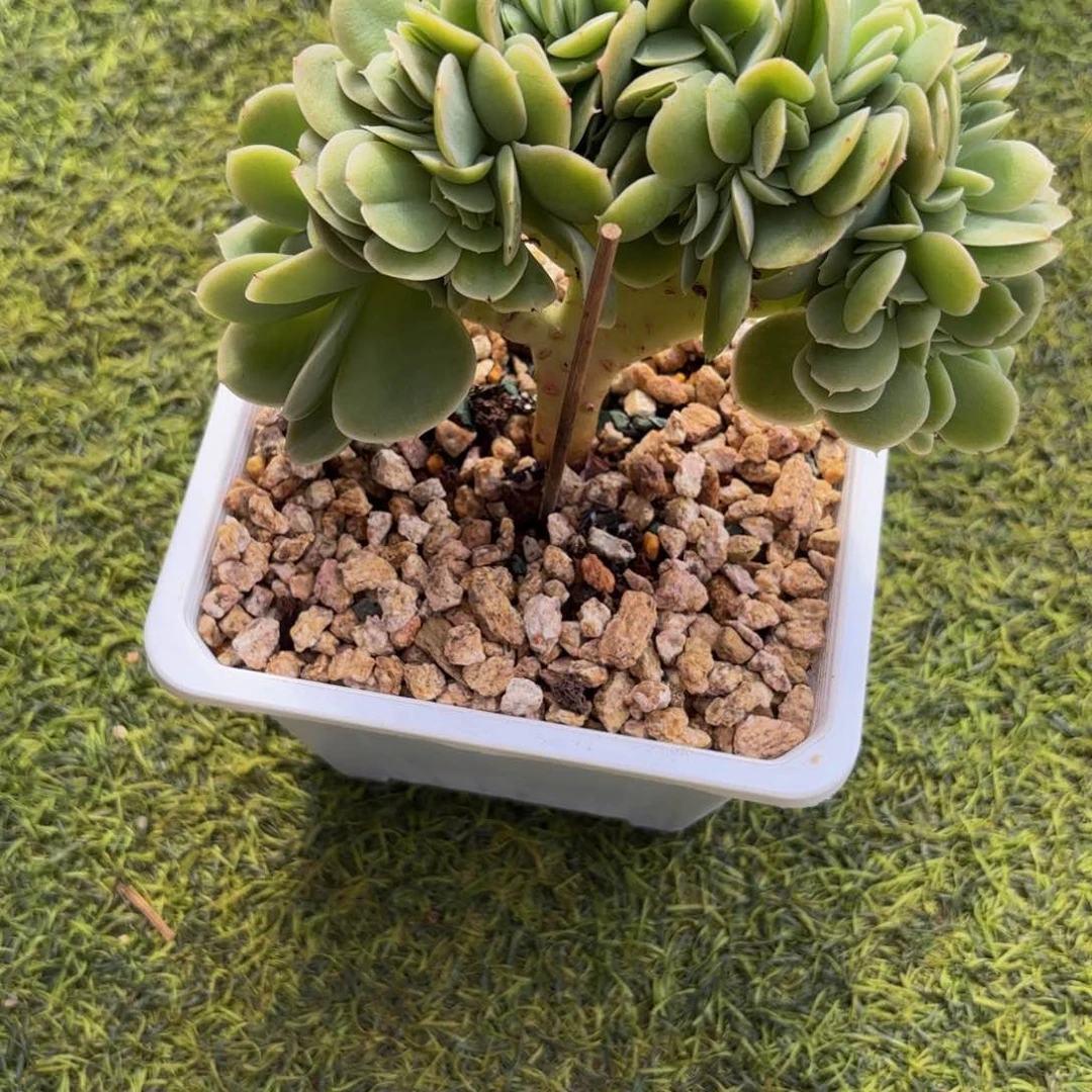 桃***子Hhjkjjjkjhbjjjhhhhhhjjjj