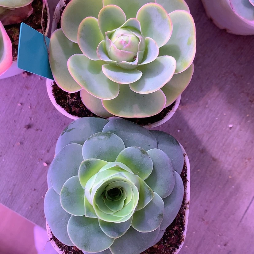 【闪购商品】༄****组合228