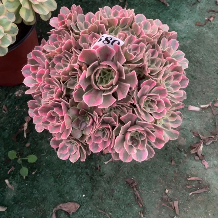 580号精品法师女妖