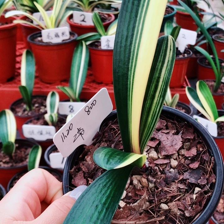 二***爷完全开放大春精品君子兰开花