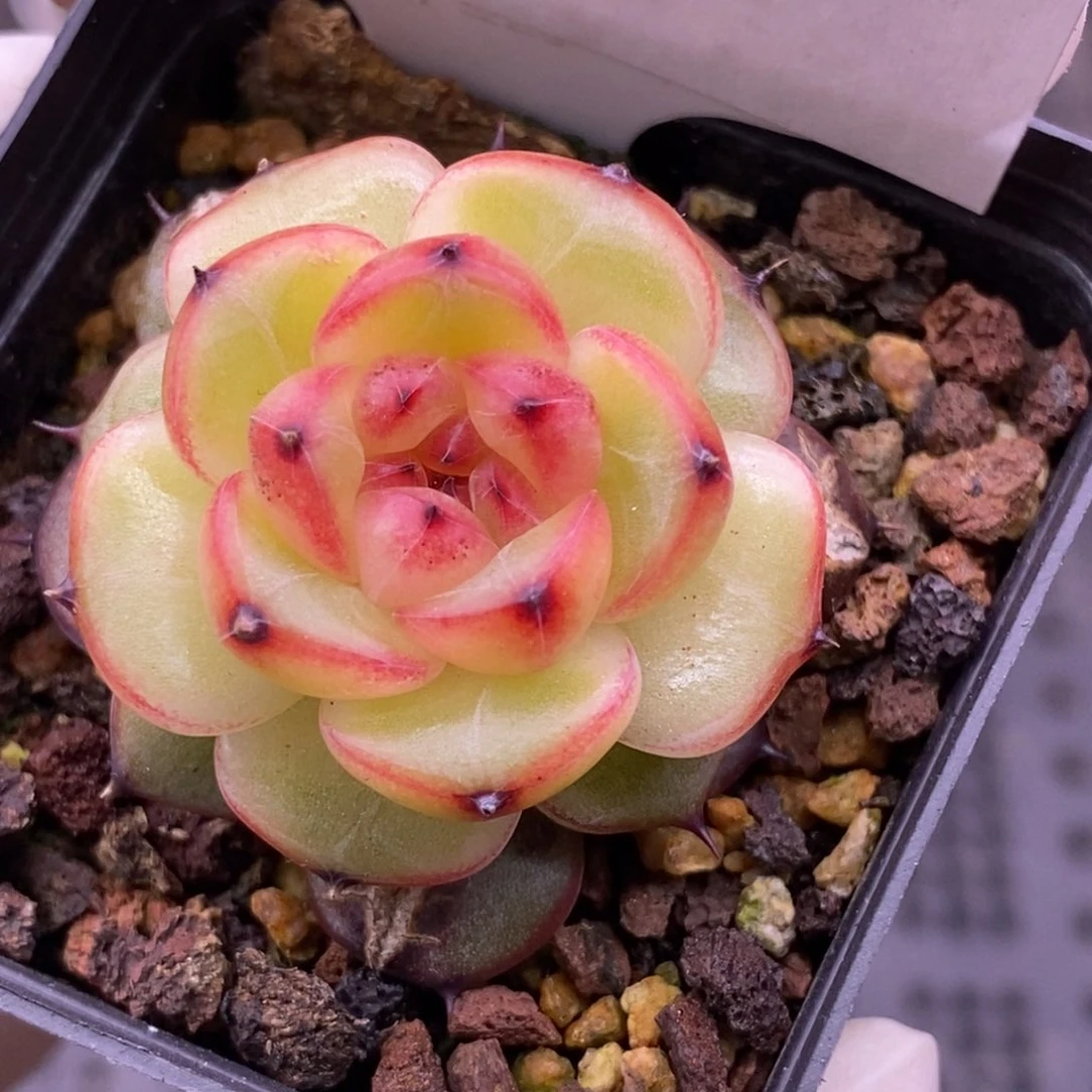 【闪购商品】13-108
