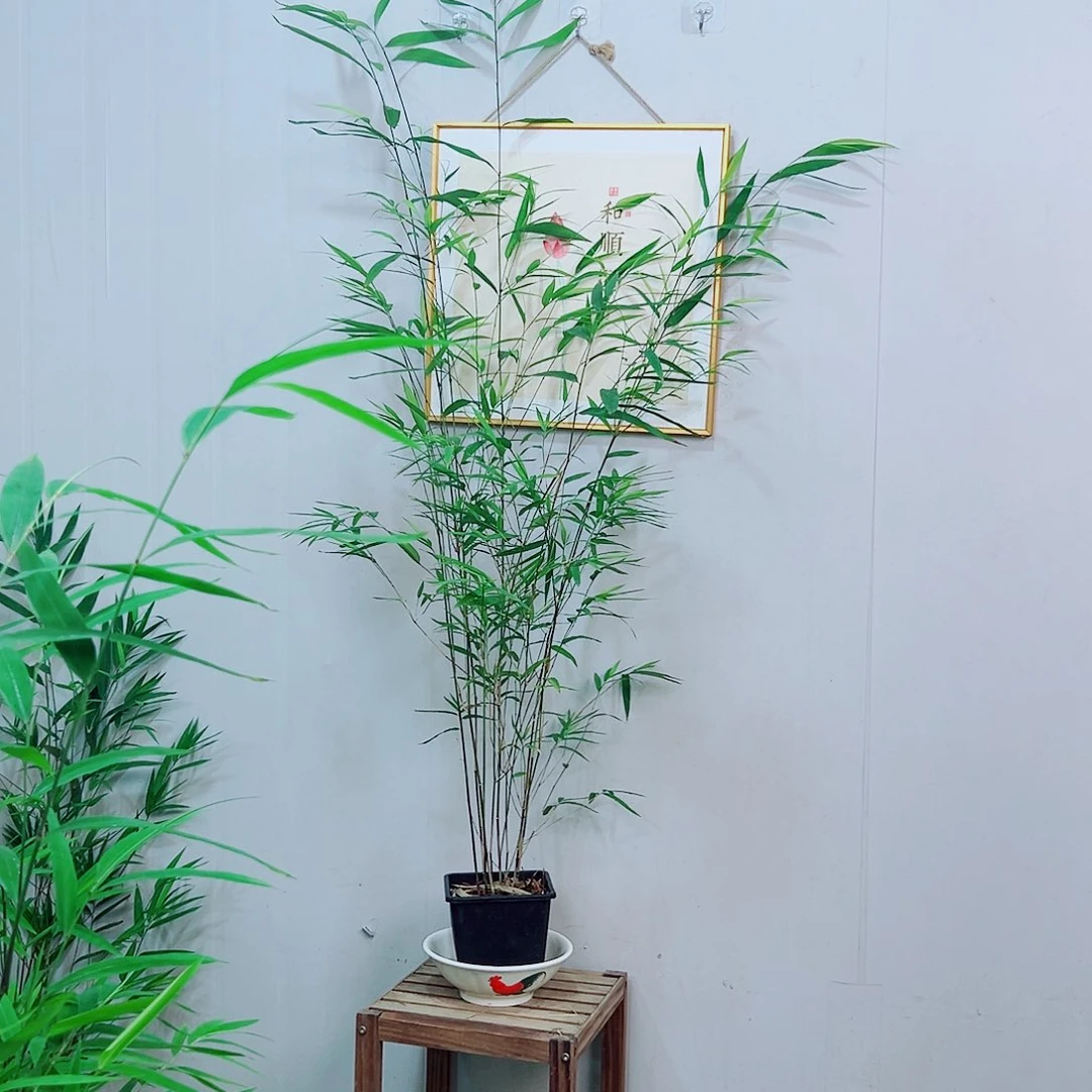不开花植物内门竹