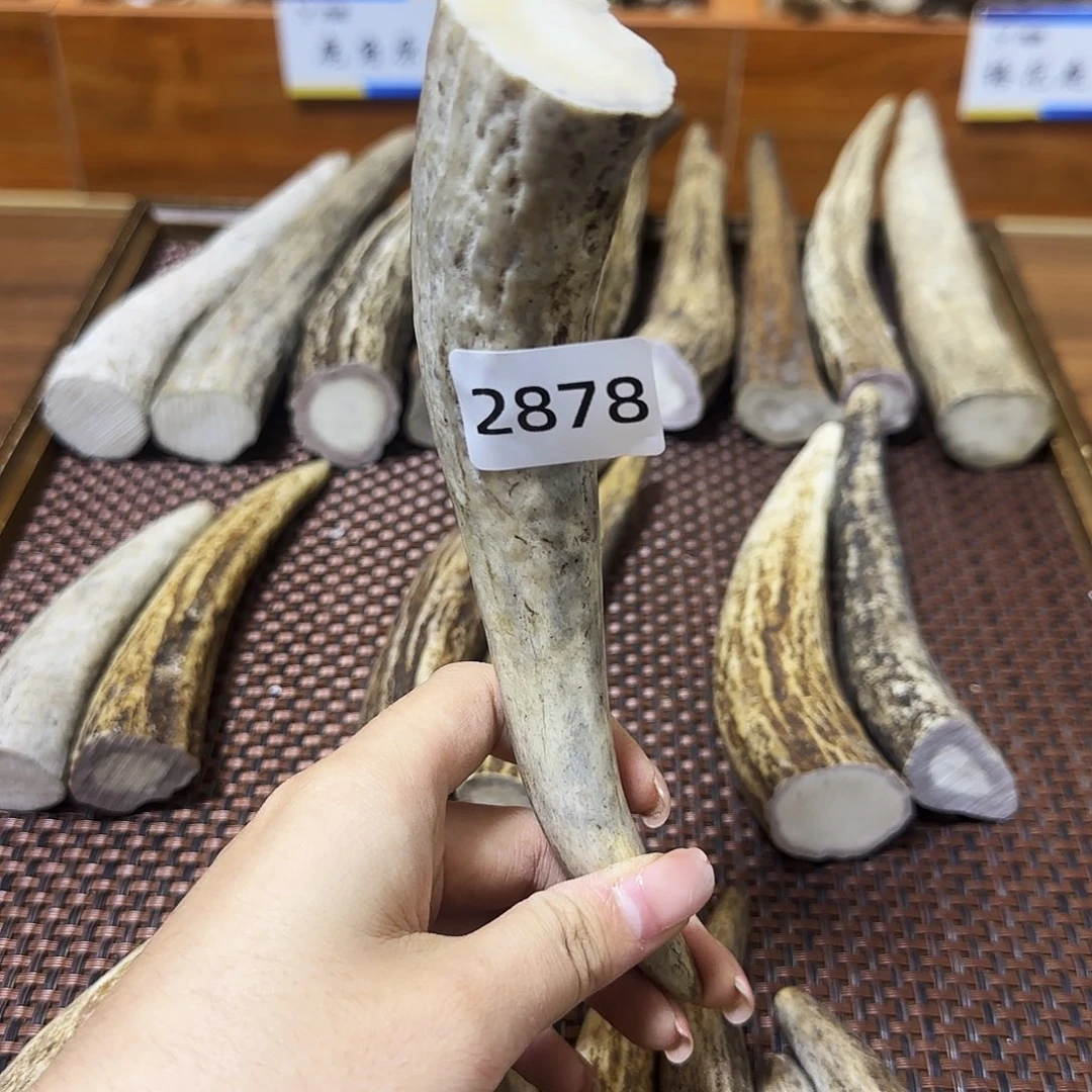 手串/手链鹿骨角尖2878