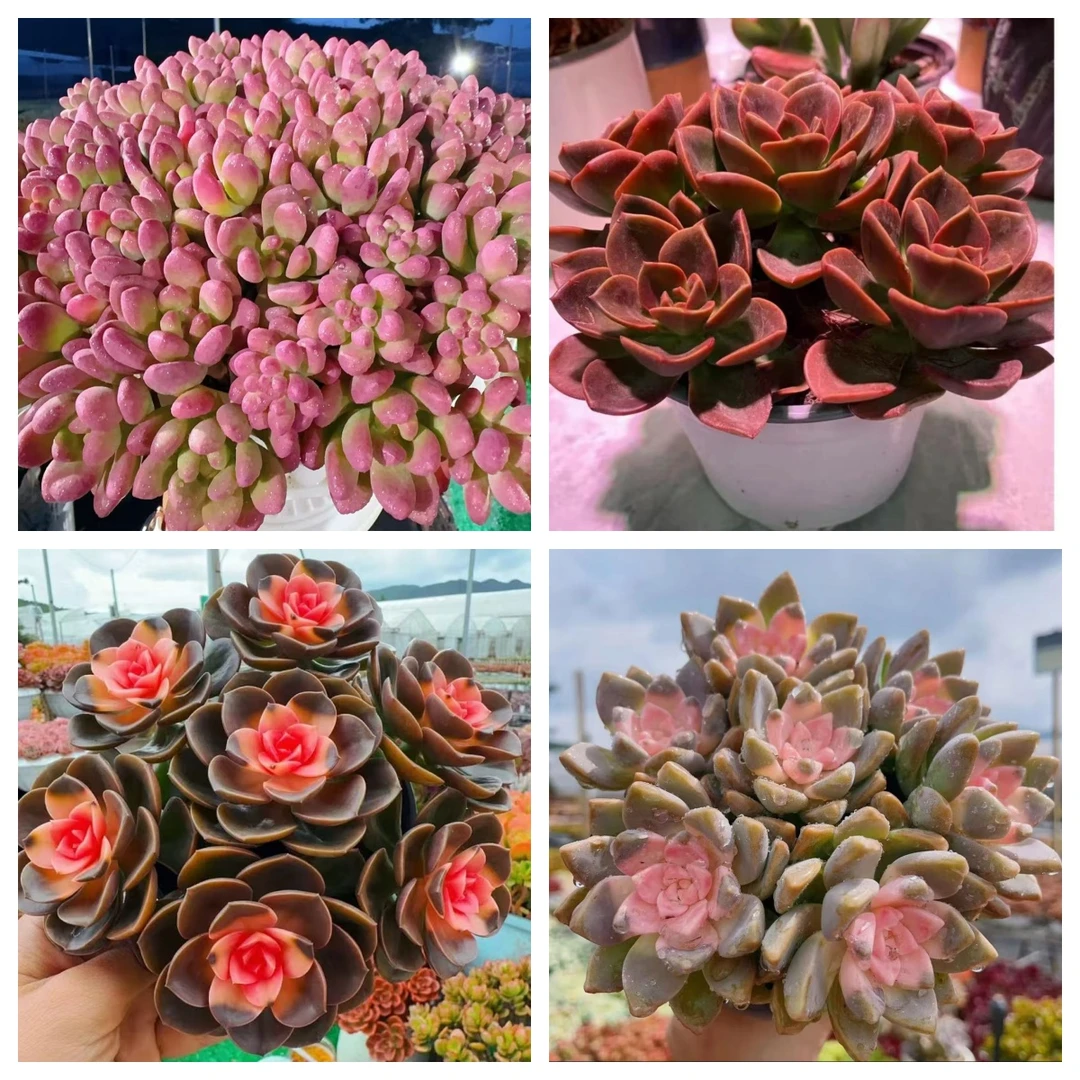 X完美仙子＋罗马盆组合多肉植物耐旱喜阳 好养庭院阳台盆栽