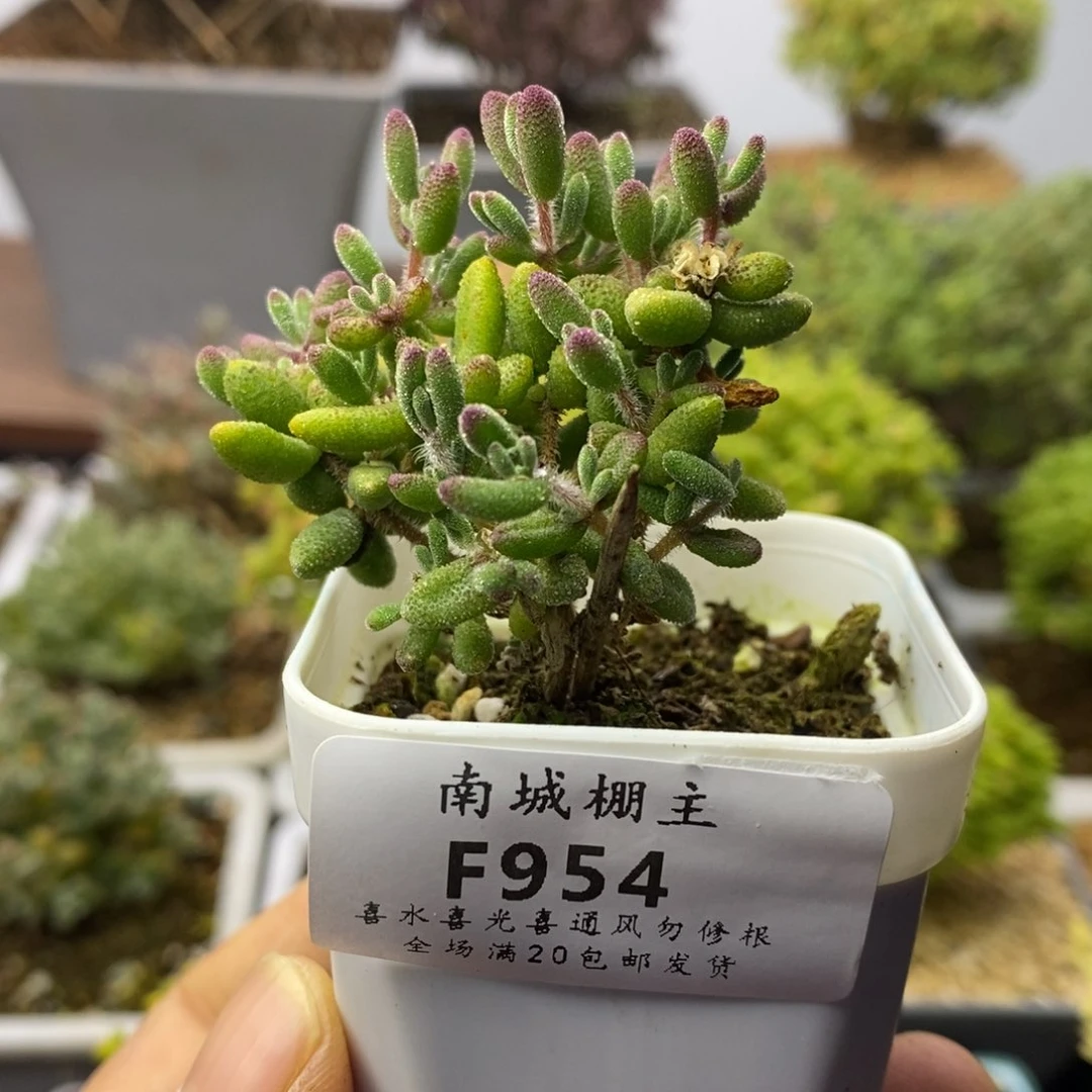954红宝石枝干番杏