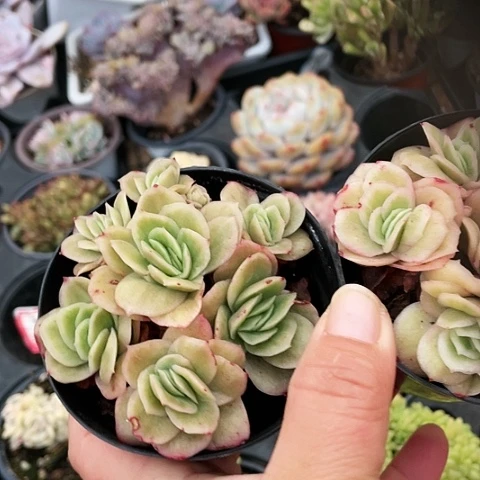 冰玫瑰锦9.9999999999