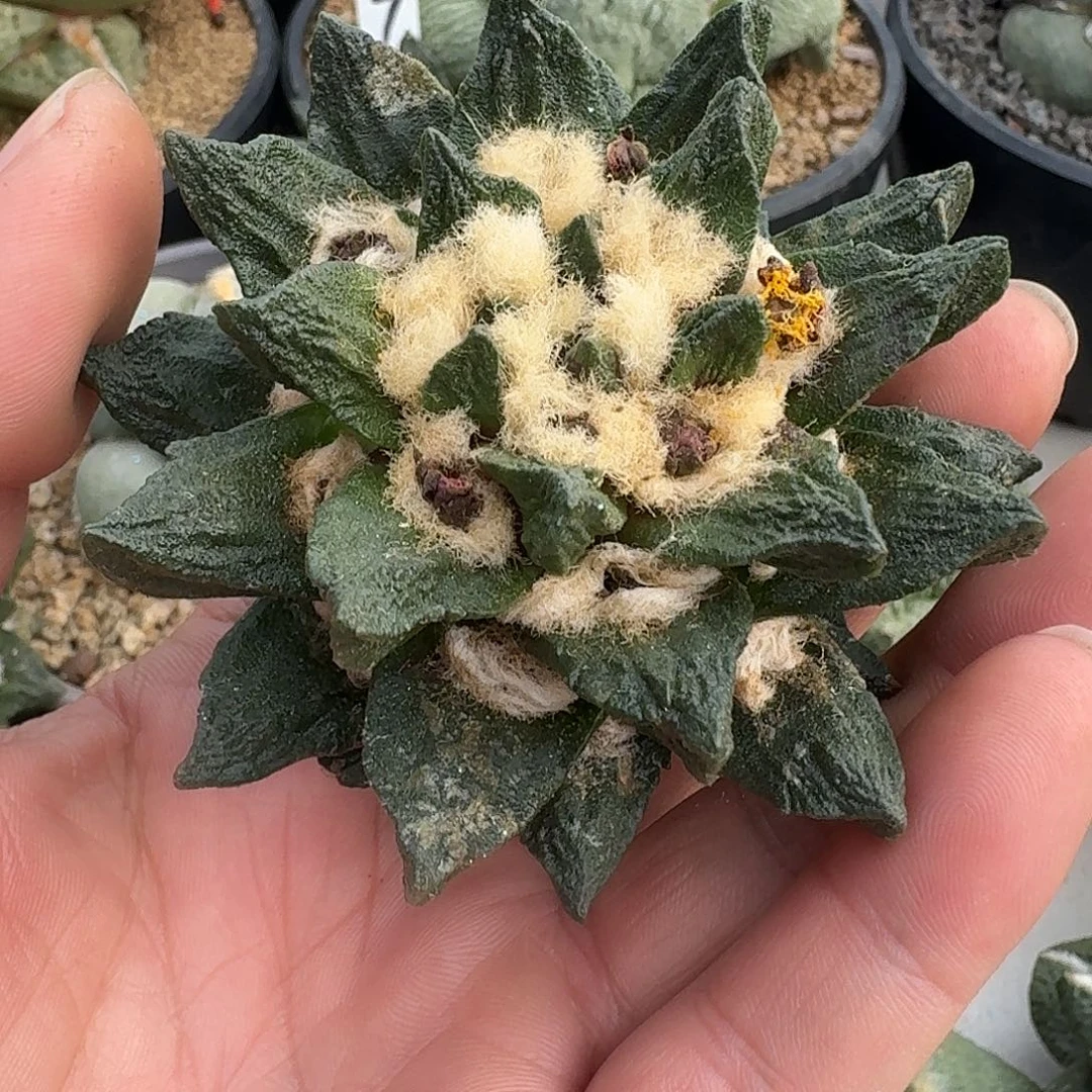 自根龙角牡丹，暂未开根