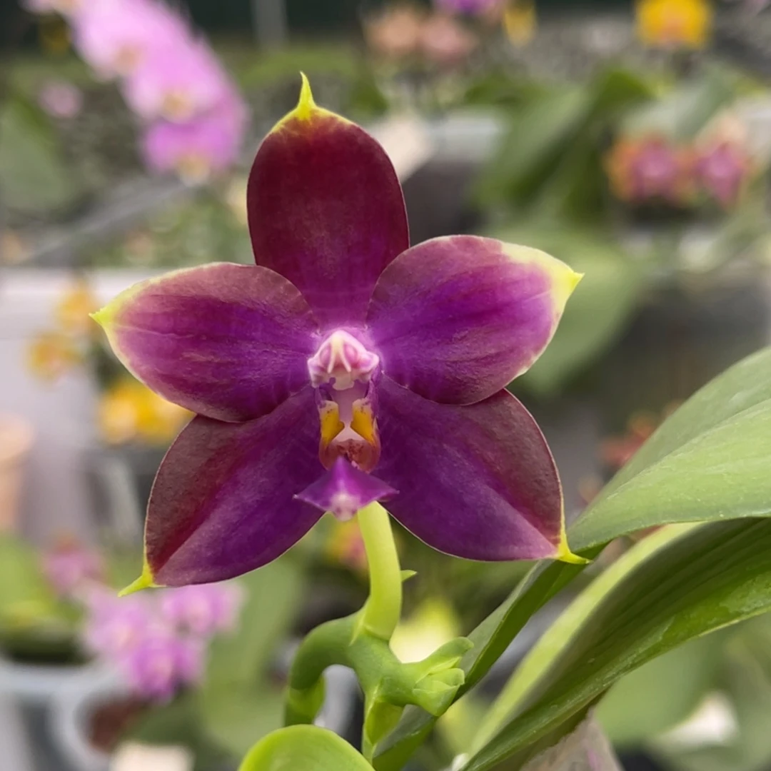 完全开放1041 2.5寸弥陀AM714 一物一拍