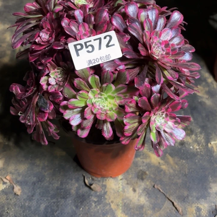 瑞妈，，。。。。572？同花顺