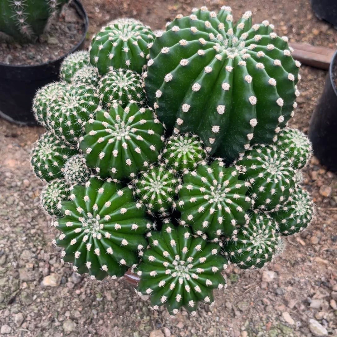 全****肉实生黑金刚仙人球