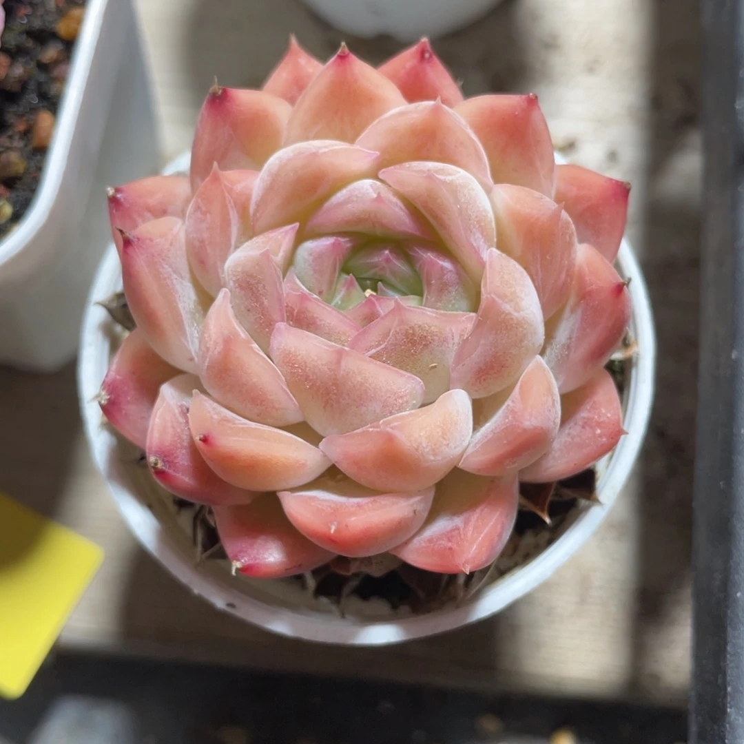 优选麦杆福利1130