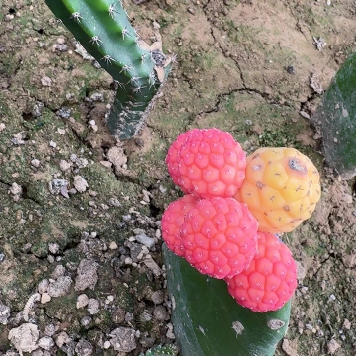 无花朵221无刺习锦水池西