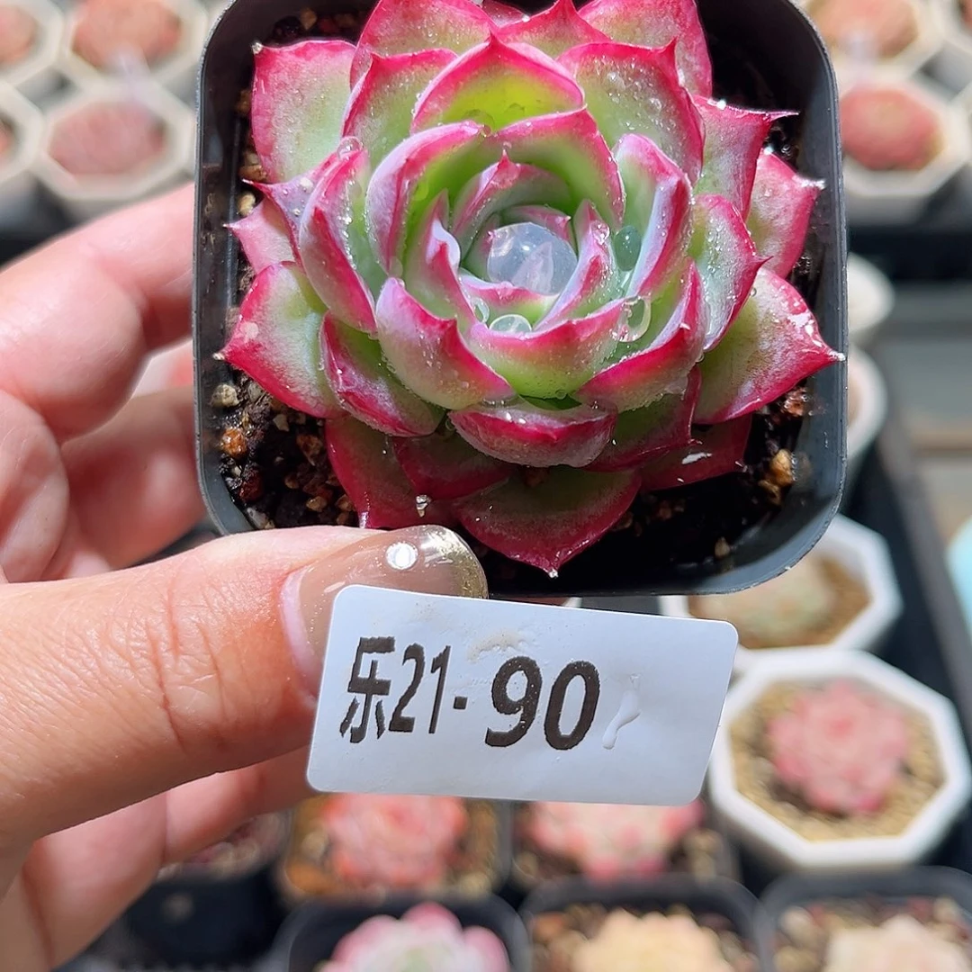 乐21-90 侧影单头