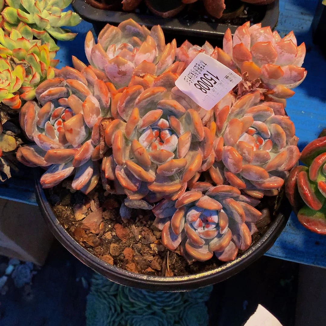ℒ****      石榴籽多肉15008