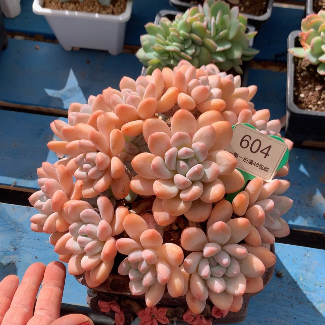 遇***8韩版香水老桩无砍604