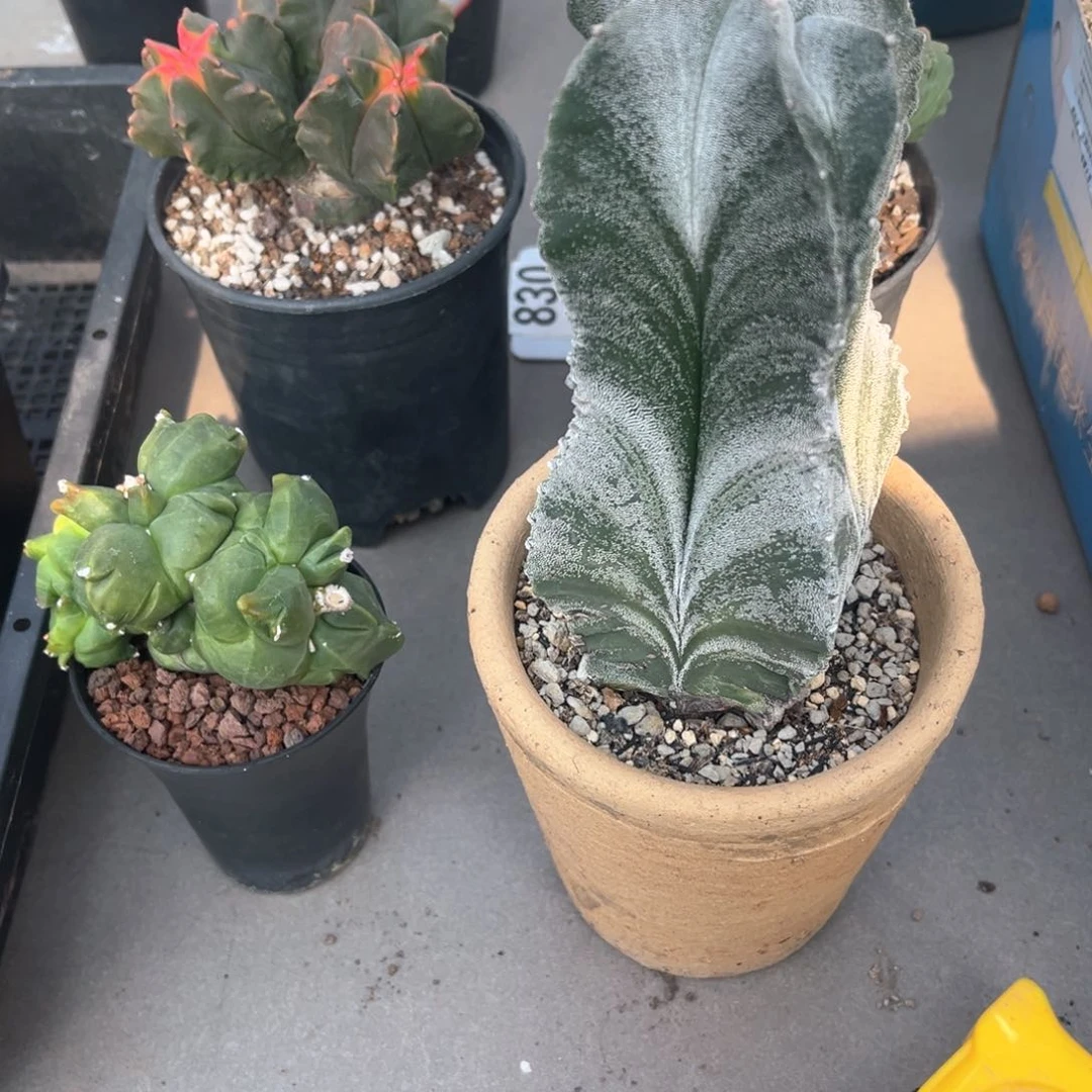 ?****?仙人球一物一拍