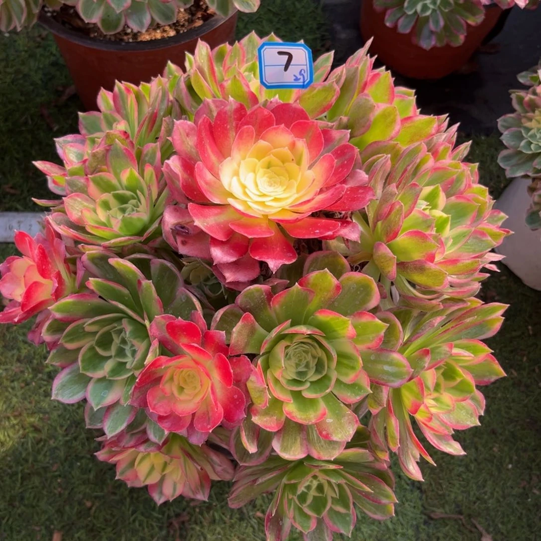 7海仙法师多肉植物