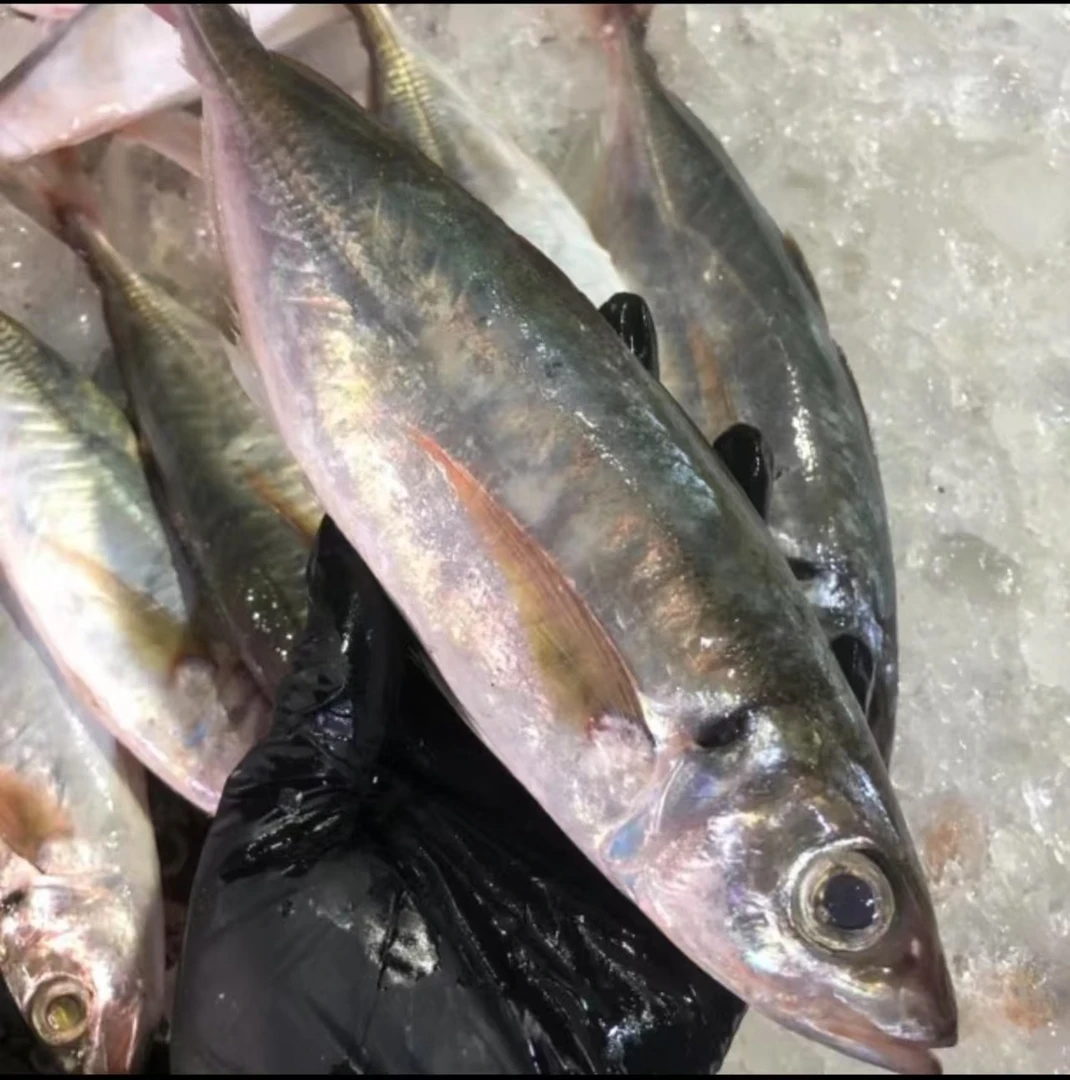 广东海鲜新鲜红尾巴浪鱼（1斤左右/条，原条到手4.5斤左右）