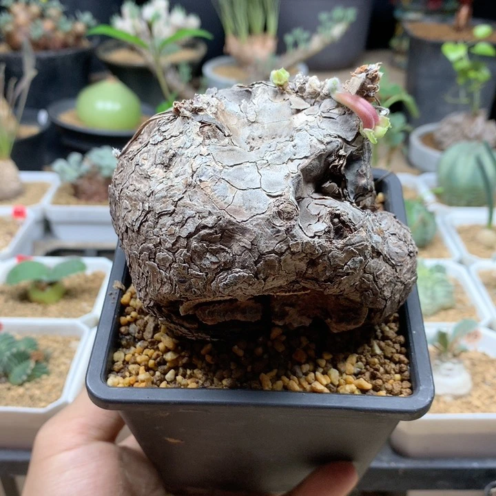 枯木洋葵产地9cm带盆