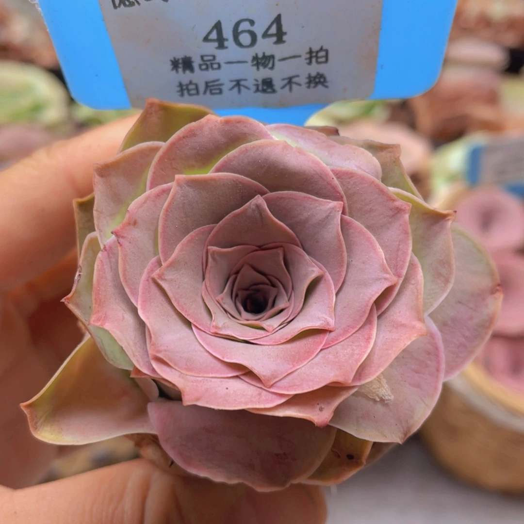 山地玫瑰464裸根发货不售后