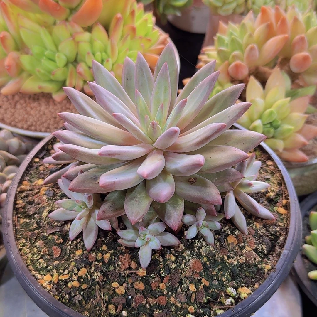 虞美人多肉一物一拍