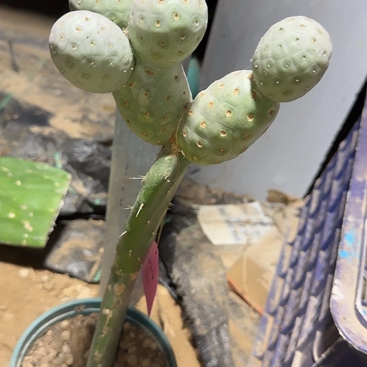 ****姐苗接习志野011苗接