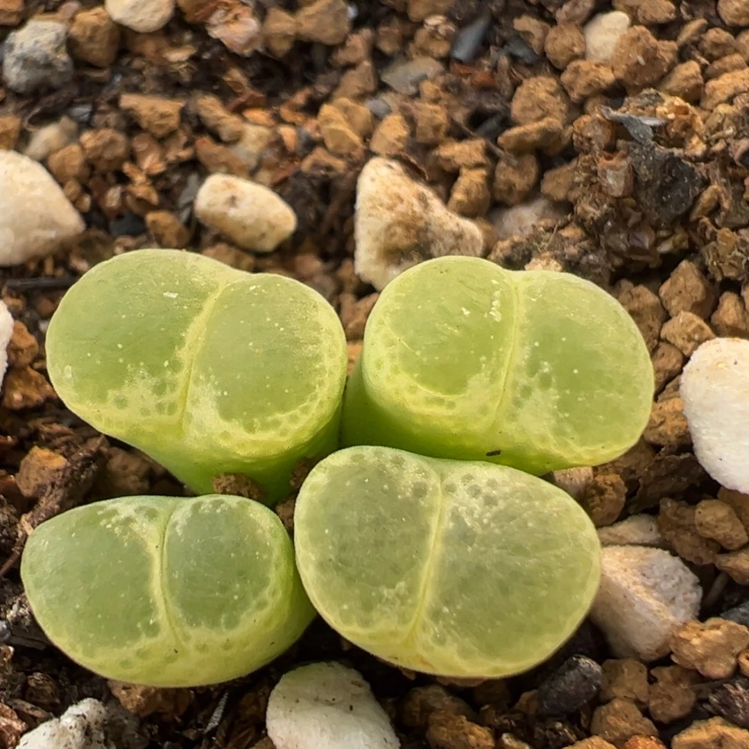 102多肉植物百科植物