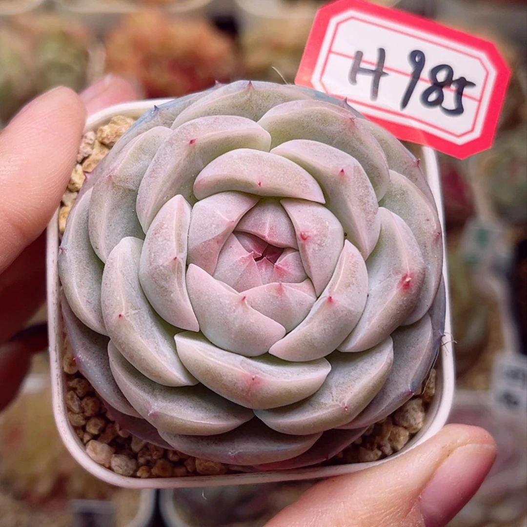 H985一物一拍 月眠