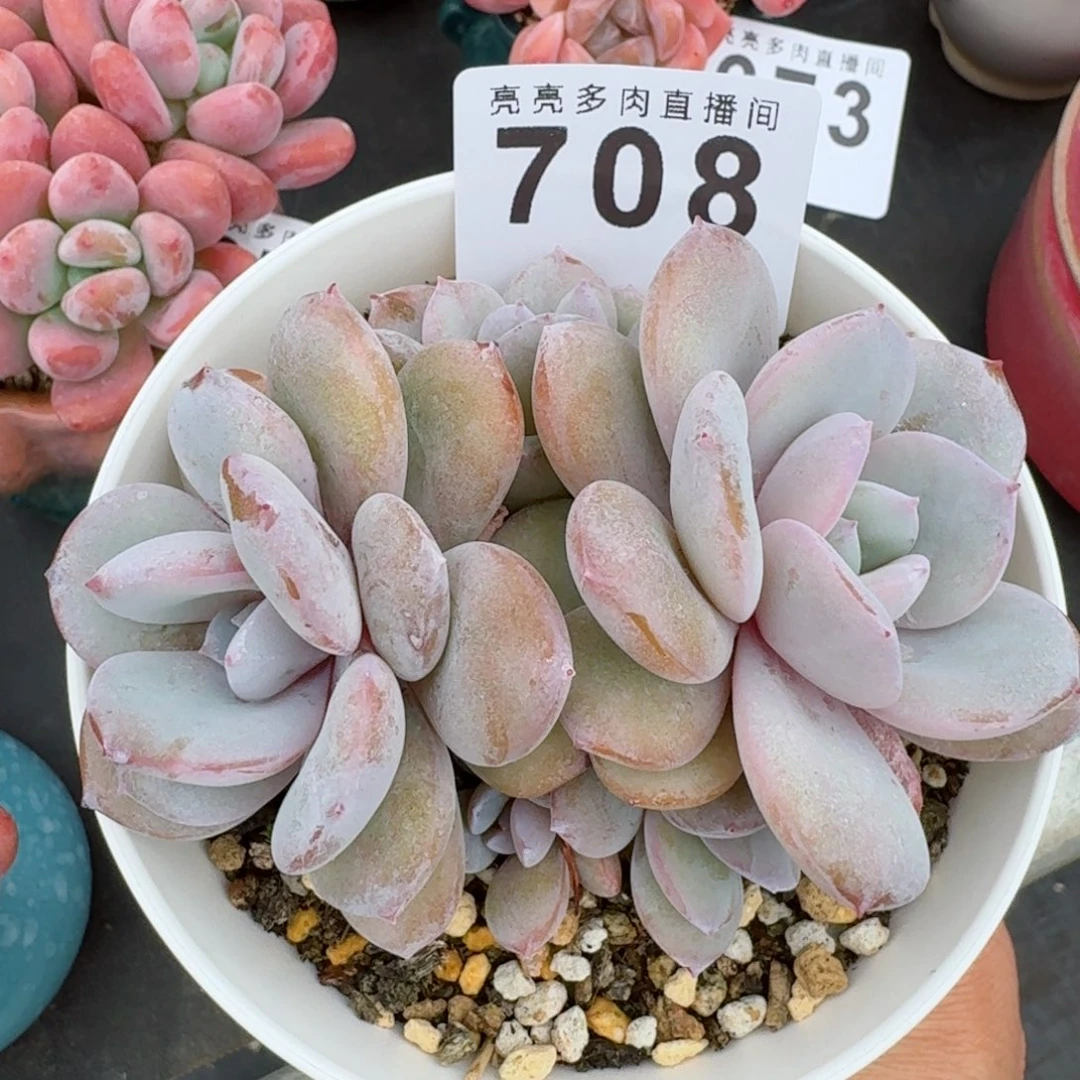 韩版奶茶五头整装