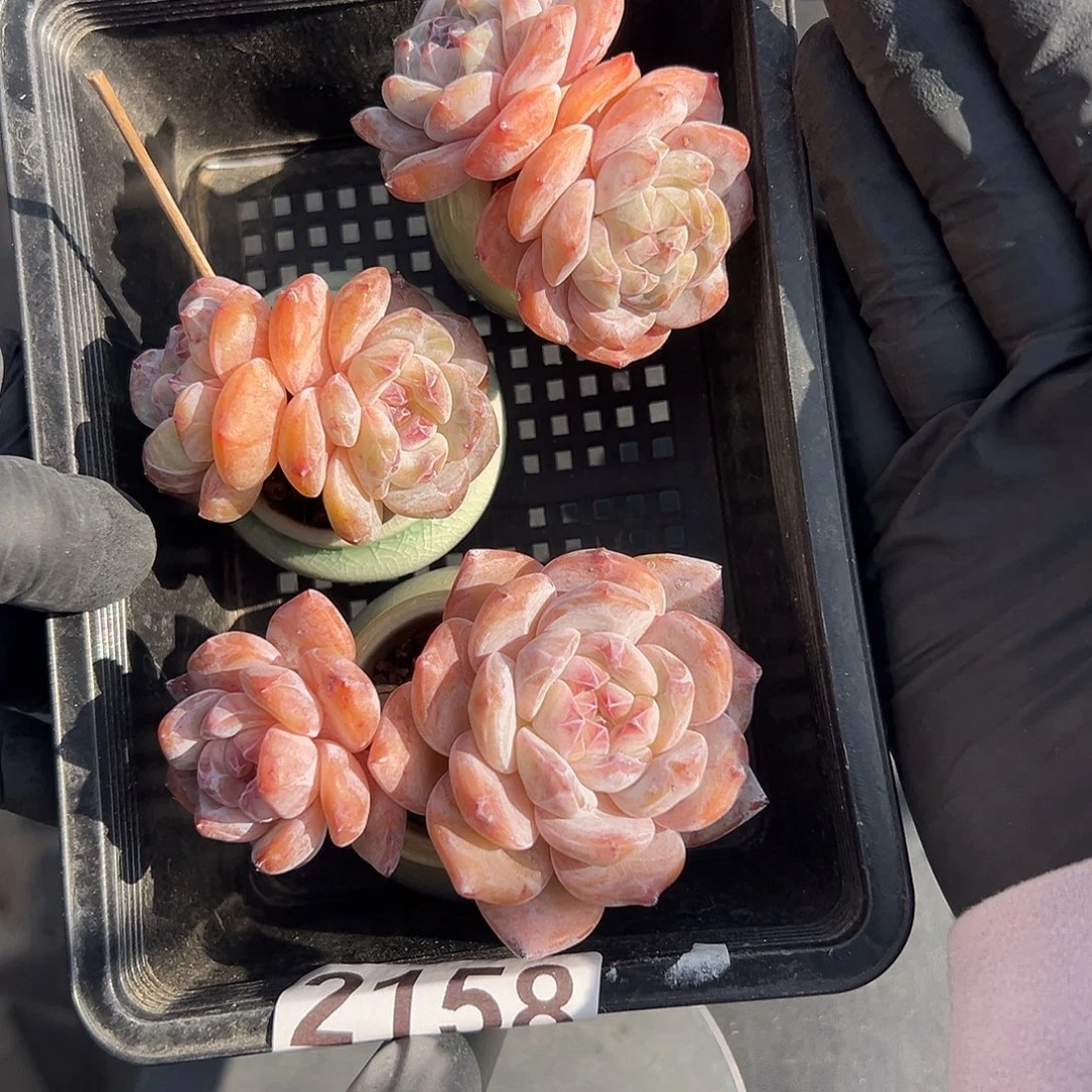 2158，三个双头星影带盆发的