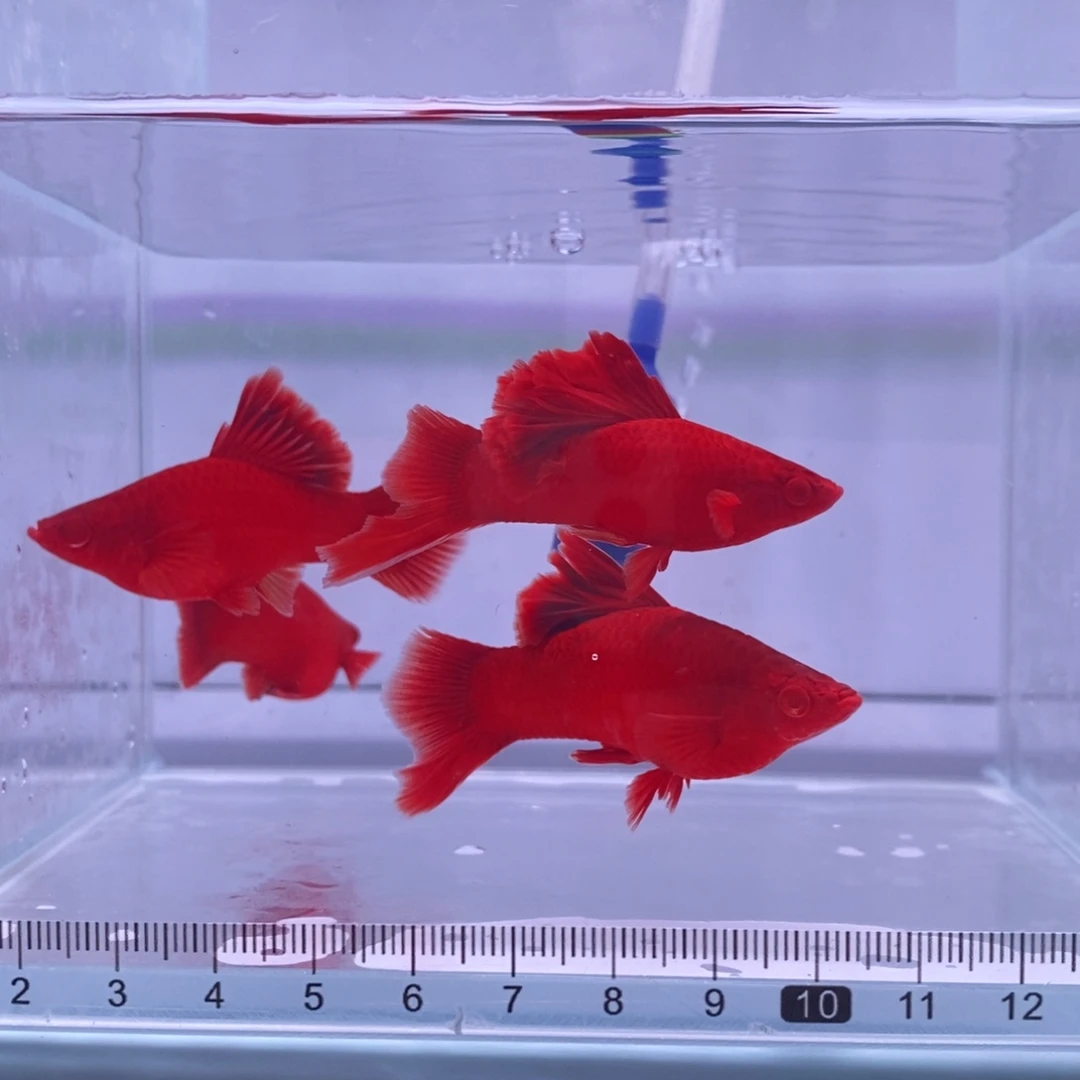 红剑鱼高鳍红剑亚成2刀2母