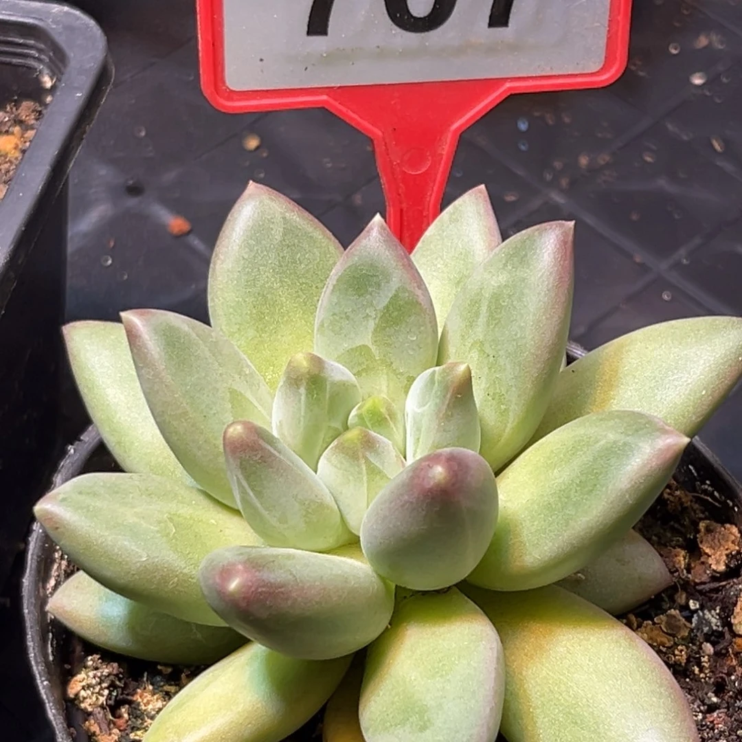 多肉植物郁金香707