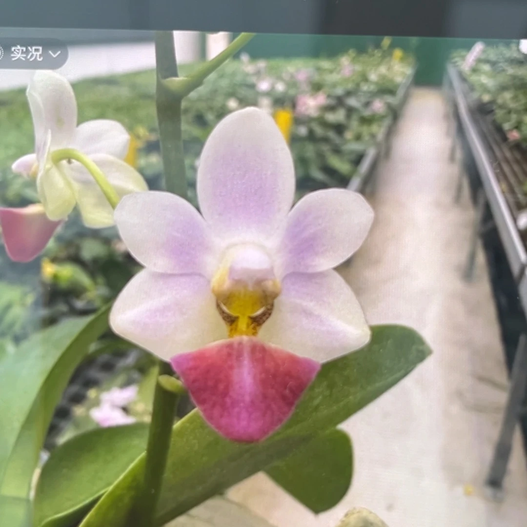 无花朵4寸紫兔苗子