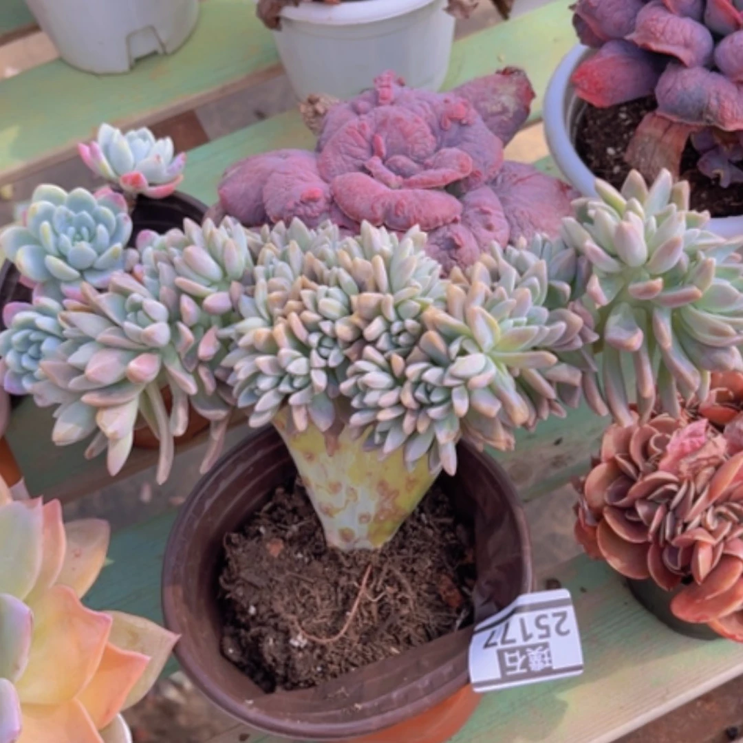 【闪购商品】淡雪缀25177