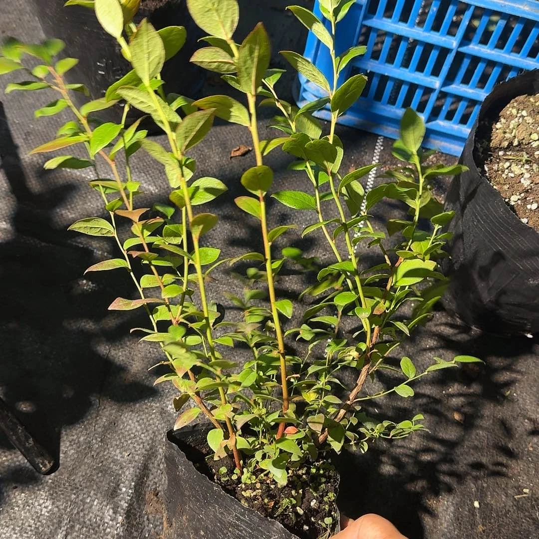 1702。 大官的。