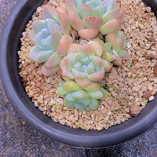 小***丁冰玉多肉植物老桩