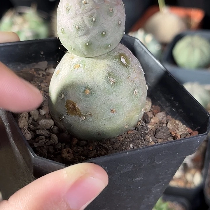 仙人球一物一拍自根36