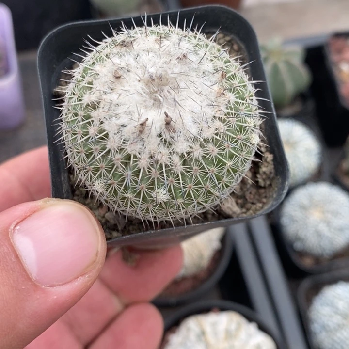 乌月丸特价福利特价