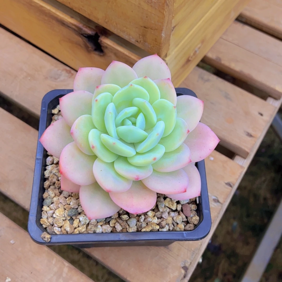 假****?寄养 多肉