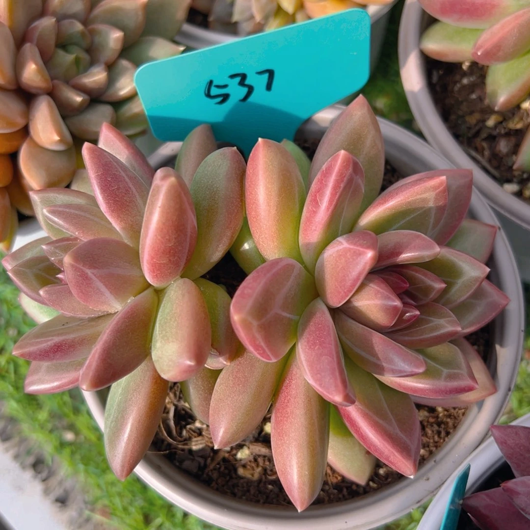 香玉的故事是一个人的