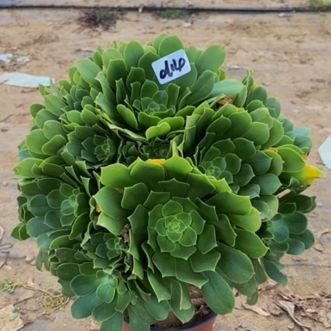 绿玫瑰多肉植物14多肉