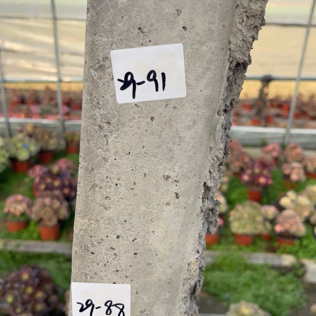 亦***夏11-29-91流星雨寄养