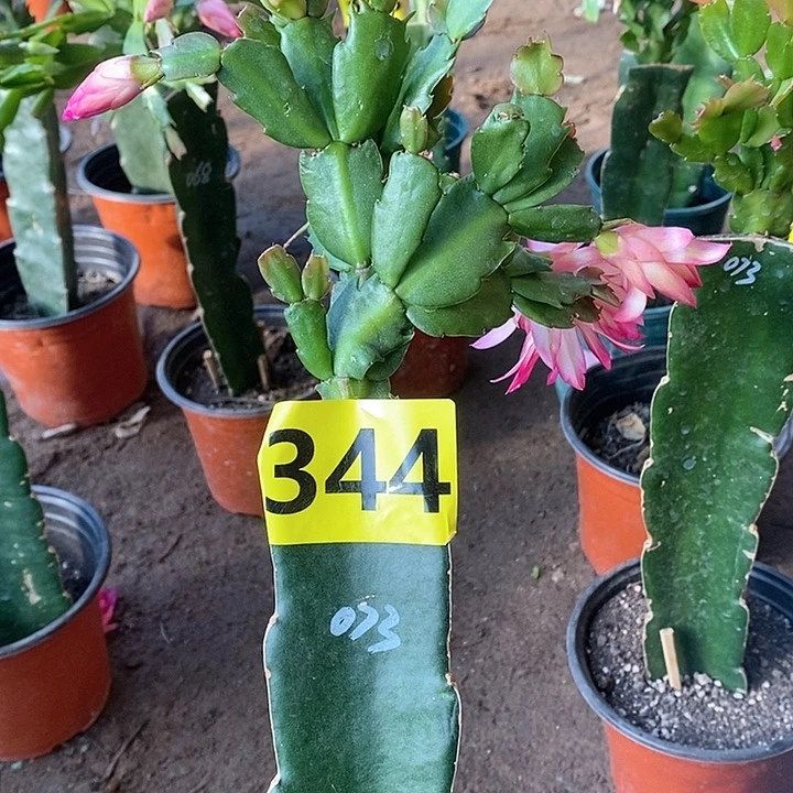 无花朵卫****）073/344号新疆不包邮