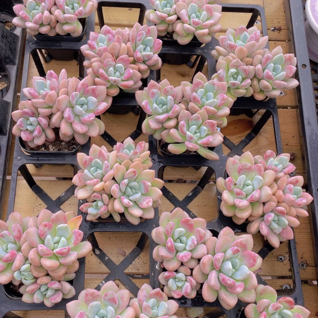 394号 开播福利白鹭花斑鹭老桩群生一个