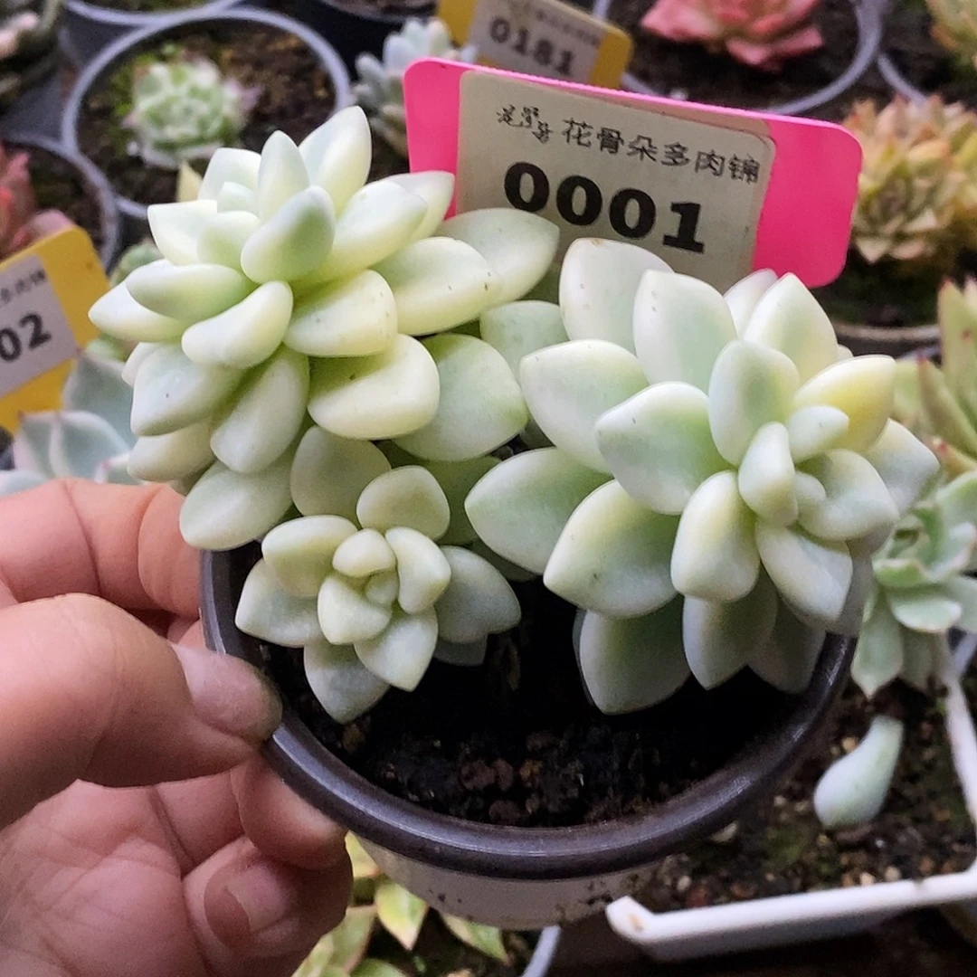 0001哈哈哈哈哈哈哈