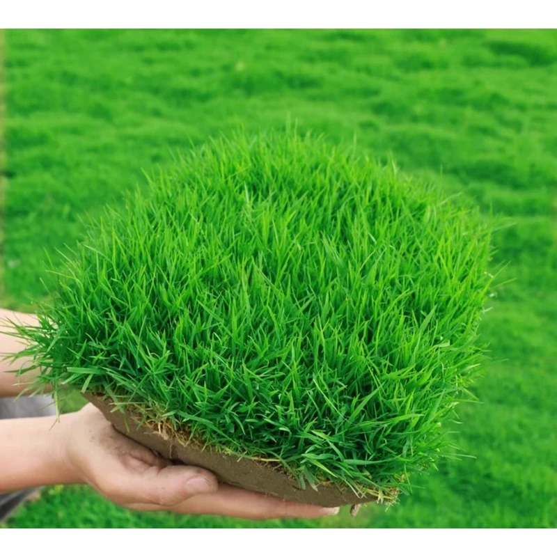 【地毯草种子】四季青不修剪绿化草皮草籽庭院别墅护坡草种子高羊茅