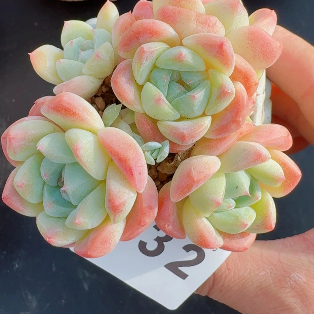 太妃糖群生      愿你一路坦途，乘风破浪展宏图